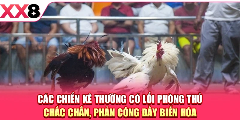 Đá Gà Campuchia - Điểm Hẹn Của Những Màn Đấu Nảy Lửa