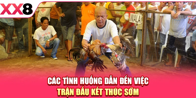 Đá Gà Cựa Dao - Khám Phá Bộ Môn Chọi Kê Hấp Dẫn 2026
