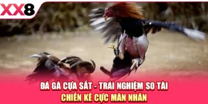 XX8 ⚜️ Trang Chủ XX8.COM Chính Thức Mới Nhất 2026