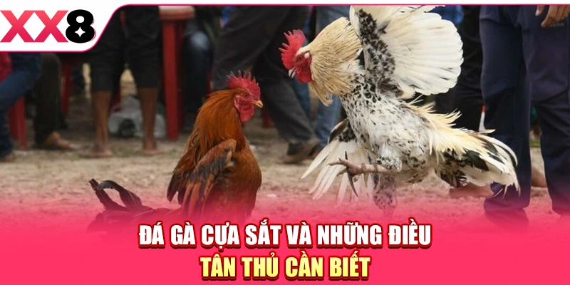Đá Gà Cựa Sắt - Trải Nghiệm So Tài Chiến Kê Cực Mãn Nhãn