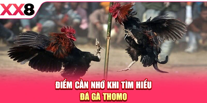 Đá Gà Thomo - Sân Chơi Quy Tụ Các Chiến Kê Đẳng Cấp