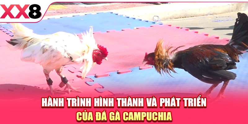 Đá Gà Campuchia - Điểm Hẹn Của Những Màn Đấu Nảy Lửa