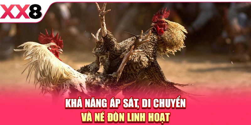 Đá Gà Cựa Sắt - Trải Nghiệm So Tài Chiến Kê Cực Mãn Nhãn