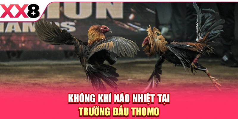 Đá Gà Thomo - Sân Chơi Quy Tụ Các Chiến Kê Đẳng Cấp