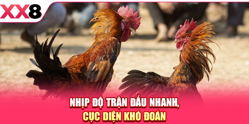 Đá Gà Philippines - Sức Hút Từ Các Màn So Tài Đỉnh Cao