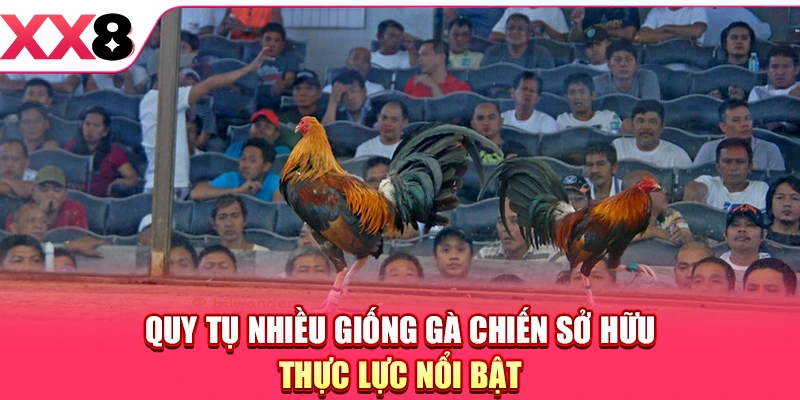 Đá Gà Cựa Dao - Khám Phá Bộ Môn Chọi Kê Hấp Dẫn 2026