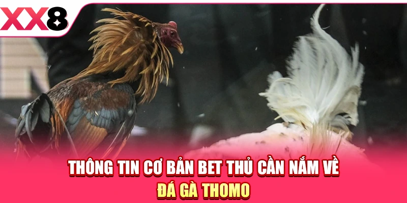 Đá Gà Thomo - Sân Chơi Quy Tụ Các Chiến Kê Đẳng Cấp