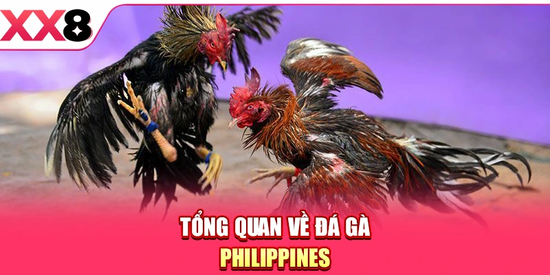 Đá Gà Philippines - Sức Hút Từ Các Màn So Tài Đỉnh Cao